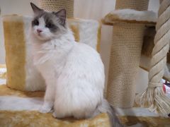 -藏猫猫咖啡主题馆(中央大道店)