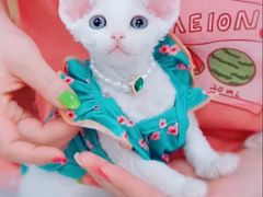-十年猫舍·猫咪专门店(普陀店)