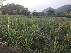 -红山村