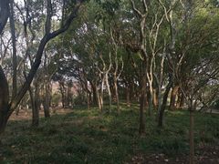 -上海共青森林公园