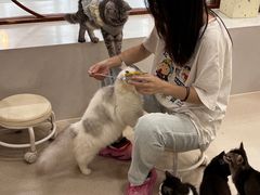 -共舞时光猫咖·狗咖(新街口店)