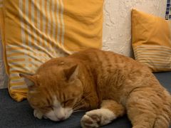 -Sirena海妖日咖夜酒