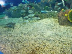 -沙沙哗啦海洋馆(华宇百花谷店)