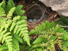 -长虫山生态公园风景林