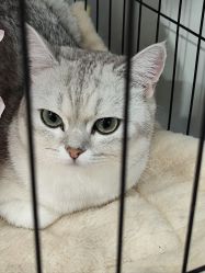 -镁连社·美联社