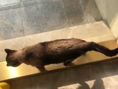 -猫力发电所·宠物专门店