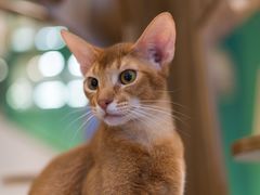 -飞行喵MR PILOT|猫舍·猫咖(静安大融城店)
