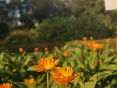 -广西壮族自治区药用植物园
