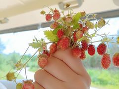 -布苏里北疆军事文化旅游区