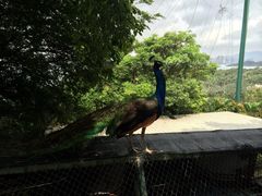 iphone_upload_pic-百鸟园