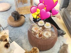 -momokira米努特·德文卷毛猫·棉花面纱犬
