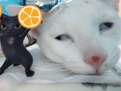 -爱诺耐芙动物医院(万博店)