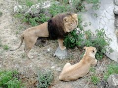 -石家庄市动物园