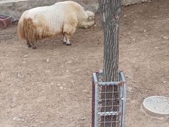 -石家庄市动物园