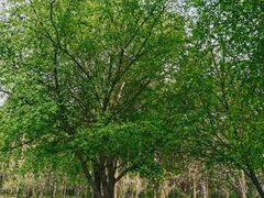 -黑龙江省森林植物园