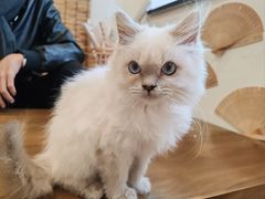 -楼上猫咖(罗湖店)