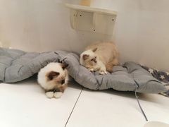 -喵喵咪呀布偶猫咖(春熙路店)