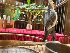 -那家小馆•北京菜•烤鸭(香山店)