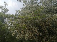 -长白岛森林公园