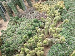 -深圳仙湖植物园