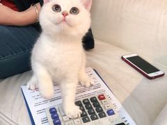 -lincat·猫舍(广州店)