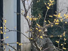 -巡塘古镇