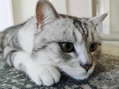 -贝康宠物医院·犬猫全科·小动物特色诊疗中心(东环路店)
