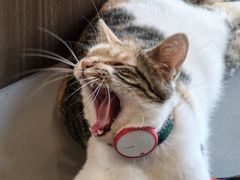 -Again Coffee Roaster(香蜜湖店)