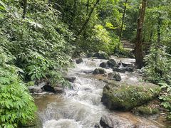 -莫里热带雨林景区
