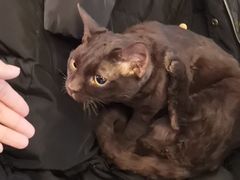 -喵屿·大理花园猫咖