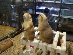 -宠物世家(仲盛世界商城店)