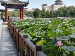 -莲花池公园