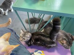 -十年猫舍·猫咪专门店(普陀店)