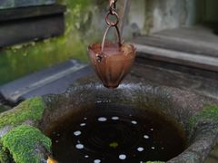 -植觉