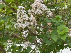 -月栖华明-云间草堂清茶馆(泗泾古镇店)