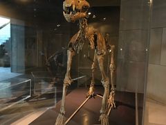 -北京周口店北京人遗址博物馆