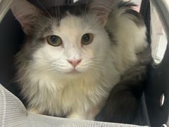 -御宝贝·A梦猫科宠物医院(国际猫友好医院)