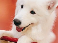 -和它·交个朋友·狗咖猫咖(爱琴海店)