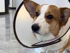 -贝康宠物医院·犬猫全科·小动物特色诊疗中心(东环路店)