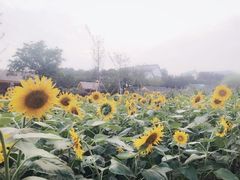 -石塘人家