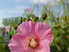 -柳鹭田园区