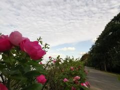 -上海滨江森林公园