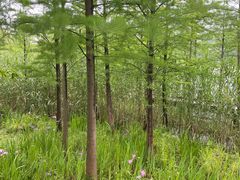 -昆山城市生态森林公园