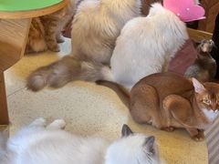 -MOCHA明星猫咖(田子坊店)