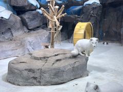 -海合安青岛极地海洋公园