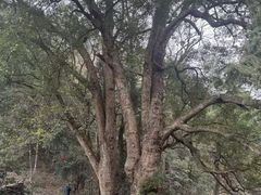 -石台牯牛降景区