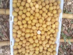 龍眼-东方鼎信农副产品交易中心