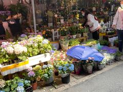 -循礼门鲜花花市(武汉循礼门店)
