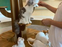 -飞行喵MR PILOT|猫舍·猫咖(静安大融城店)
