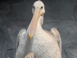 -Zoolung Zoolung动物主题公园(海信广场店)